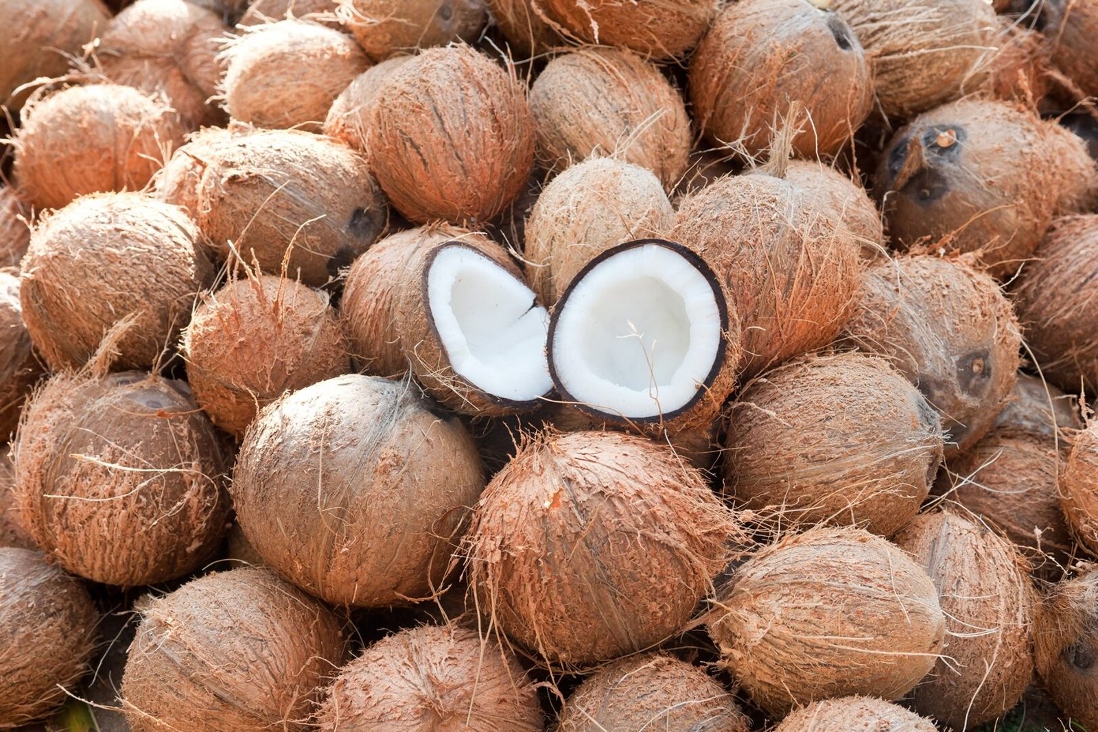 dry-coconut-kgrdpfjk-e1703869971481.jpg
