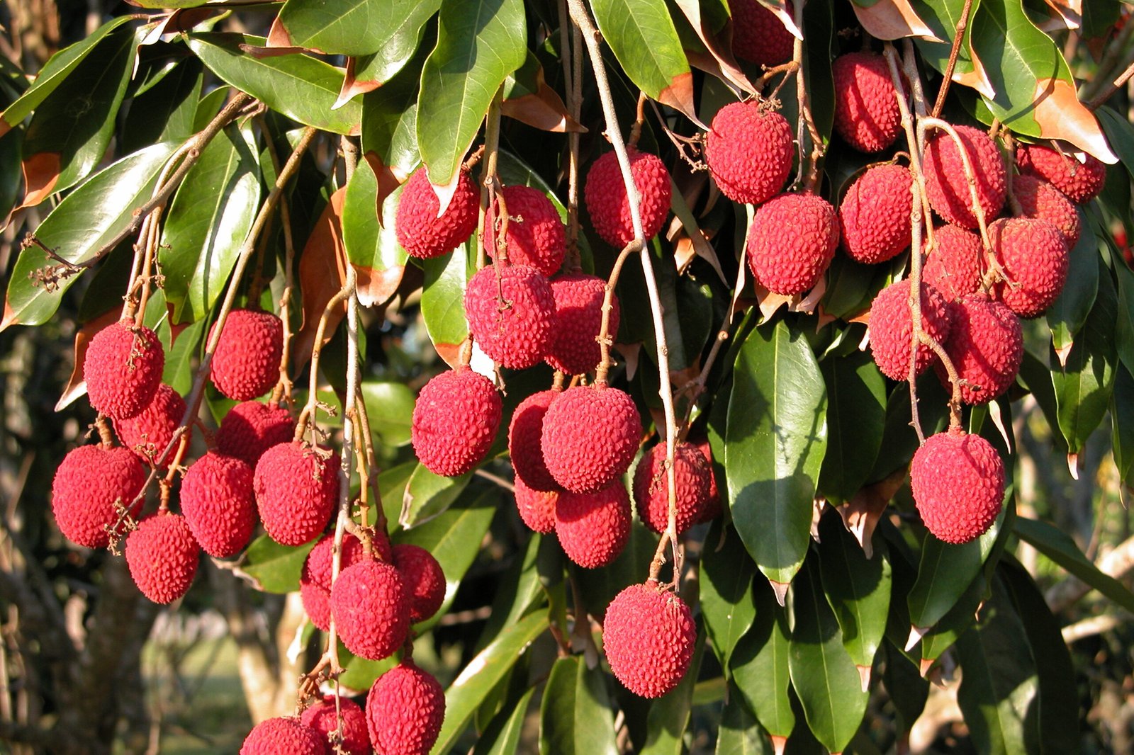 pglychee-e1703869516814.jpg
